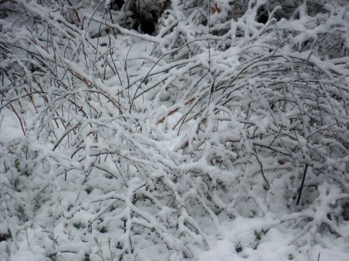 snowy-bushes-2